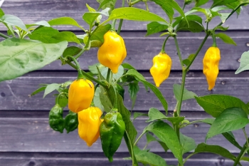 Chili Habanero Hot Lemon - Pflanze (BIO), Schrfegrad 10