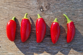 Chili Jalapeo Ruben - Pflanze (BIO), Schrfegrad 4