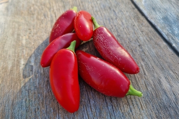 Chili Jalape�o Ruben - Pflanze (BIO), Sch�rfegrad 4