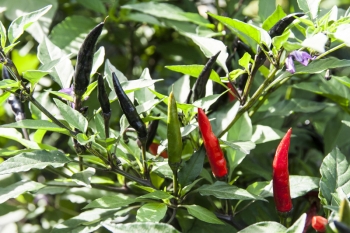 Chili Maui Purple - Pflanze (BIO), Schrfegrad 8