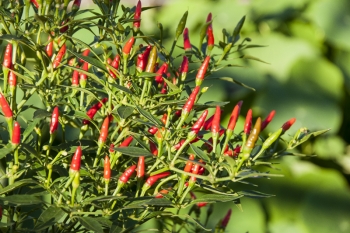 Chili Mini Chili - Pflanze (BIO), Schrfegrad 8