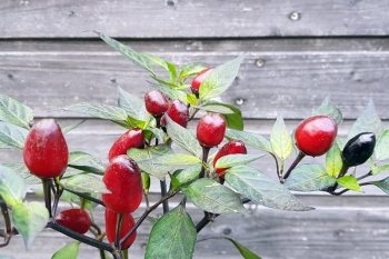 Chili Peruvian Purple - Pflanze (BIO), Schrfegrad 6