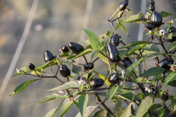 Chili Peruvian Purple - Pflanze (BIO), Schrfegrad 6