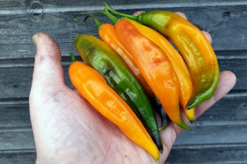 Chili Pickles - Pflanze (BIO), Schrfegrad 2-3