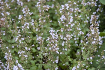 Calamintha nepeta ssp. nepeta - Echte Bergminze (BIO)