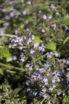Calamintha nepeta ssp. nepeta - Echte Bergminze (BIO)