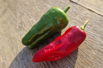 Chili Pimiento de Padrn - Pflanze (BIO), Schrfegrad 0-4