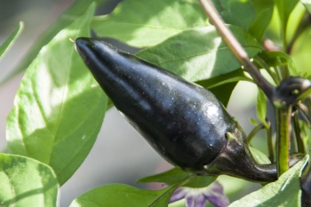 Chili Jalapeo Purple - Pflanze (BIO), Schrfegrad 7 - NEU