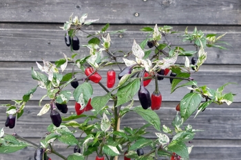 Chili Purple Tiger - Pflanze (BIO), Schrfegrad 5-6