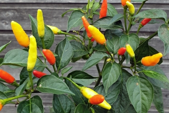 Chili Tabasco - Pflanze (BIO), Schrfegrad 9