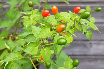 Chili Tepin (berwinterte Pflanzen) - Pflanze (BIO), Schrfegrad 9