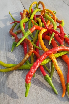 Chili Thunder Mountain Longhorn - Pflanze (BIO), Schrfegrad 1-2