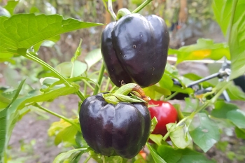 Paprika Violetta - Pflanze (BIO), Schrfegrad 0