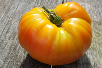 Tomate Ananas-Tomate - Pflanze (BIO)