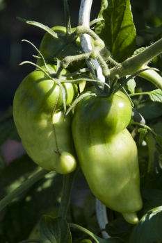 Tomate Andenhorn - Pflanze (BIO)