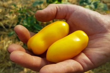 Tomate Banana Legs - Pflanze (BIO)