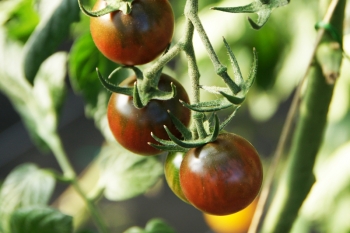 Tomate Black Cherry - Pflanze (BIO)