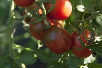 Tomate Black Plum - Pflanze (BIO)