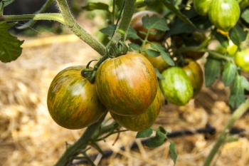 Tomate Black Zebra - Pflanze (BIO)