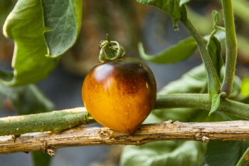 Tomate Blue Orange - Pflanze (BIO)