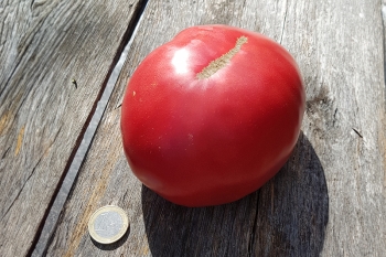 Tomate Brandywine - Pflanze (BIO)