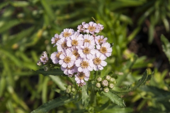 Achillea sibirica var. kamtschatica Love Parade - Sibirische Schafgarbe (BIO)
