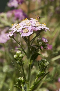 Achillea sibirica var. kamtschatica Love Parade - Sibirische Schafgarbe (BIO)