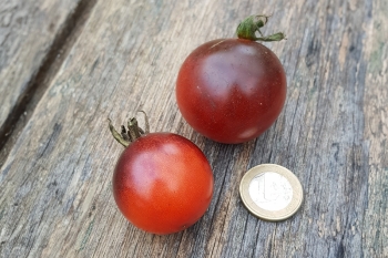 Tomate Elberta Leeway - Pflanze (BIO)