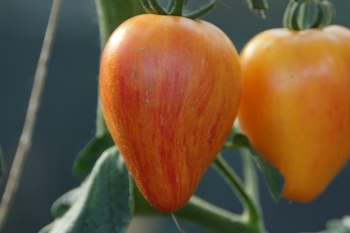 Tomate Georgia Streak - Pflanze (BIO)