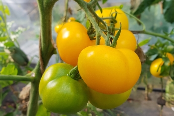 Tomate Goldene Knigin - Pflanze (BIO)
