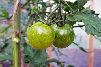 Tomate Green Grape - Pflanze (BIO)