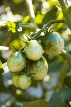 Tomate Green Grape - Pflanze (BIO)