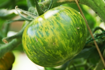 Tomate Green Zebra - Pflanze (BIO)