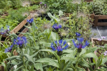 Centaurea montana - Berg-Flockenblume (BIO)