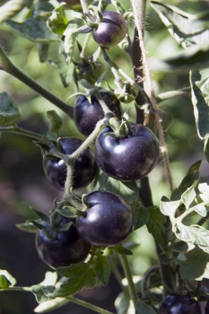 Tomate Indigo Rose - Pflanze (BIO)