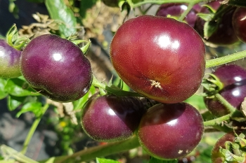 Tomate Knigin der Nacht - Pflanze (BIO)