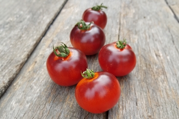 Tomate Knigin der Nacht - Pflanze (BIO)