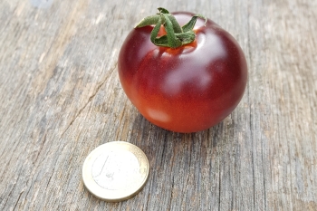 Tomate Knigin der Nacht - Pflanze (BIO)