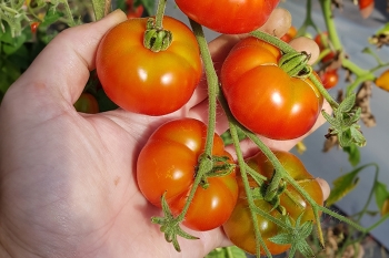Tomate Marglobe - Pflanze (BIO)