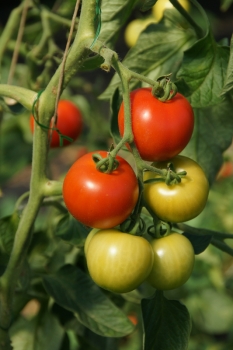 Tomate Matina - Pflanze (BIO)