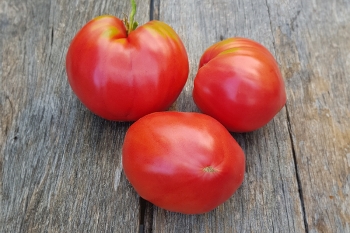 Tomate Ochsenherz - Pflanze (BIO)