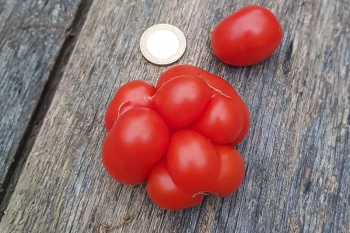 Tomate Reisetomate - Pflanze (BIO)