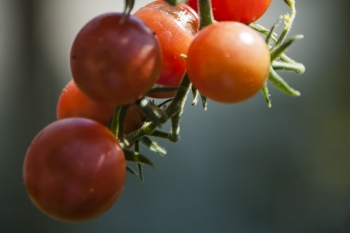 Tomate Rote Murmel - Pflanze (BIO)