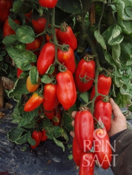 Tomate San Marzano - Pflanze (BIO)