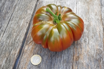 Tomate Schwarze Krim - Pflanze (BIO)