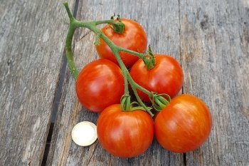 Tomate Tigerella - Pflanze (BIO)
