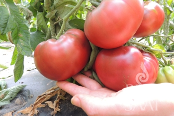 Tomate Tschernij Prinz / Black Prince - Pflanze (BIO)