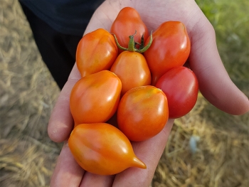 Tomate Wintertomate - Pflanze (BIO)