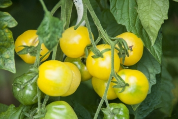 Tomate Zitronentraube - Pflanze (BIO)