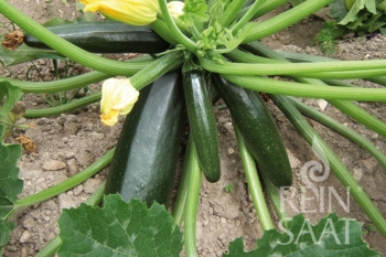 Zucchini Black Beauty - Pflanze (BIO)